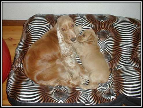 Dragongrdens Kennel